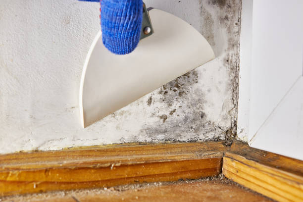 Best Forensic Mold Investigation  in Cape Carteret, NC
